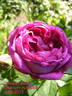 Crimson Blush rose photo