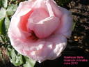 Hawkeye Belle rose photo