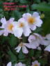 Maaseik rose photo