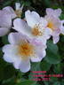 Maaseik rose photo