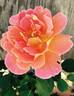 Federico Casas rose photo