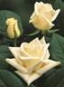 Escimo rose photo