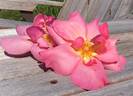 Rod Beechey rose photo