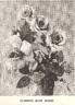 Rose Marie, Cl. rose photo