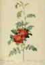 <i>Rosa Alpina debilis</i> rose photo