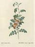 <i>Rosa Alpina debilis</i> rose photo