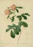 <i>Rosa alpina</i> flore variegato rose photo