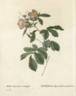 <i>Rosa alpina</i> flore variegato rose photo