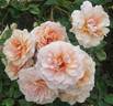 Sunlit rose photo