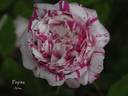 Pepita rose photo