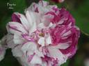 Pepita rose photo