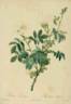 <i>Rosa tomentosa flore simplici</i> Red. rose photo