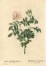<i>Rosa tomentosa flore simplici</i> Red. rose photo