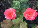 Camelot (grandiflora, Swim rose photo