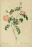 <i>Rosa foetida</i> Bast. synonym rose photo