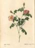 <i>Rosa foetida</i> Bast. synonym rose photo