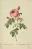 Rosa centifolia minor rose photo