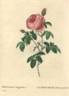 Rosa centifolia minor rose photo