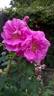 <i>Rosa rugosa</i> Dark Foxi ® rose photo