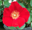L56-1 rose photo