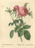 Rosa centifolia foliacea rose photo