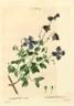 <i>C. viticella</i> L. clematis photo
