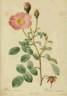 R. muscosa simplex rose photo