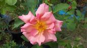 Rod Beechey rose photo