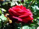 Edith Piaf rose photo