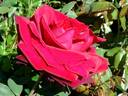 Edith Piaf rose photo