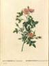 <i>Rosa pomponia</i> 'flore subsimplici' rose photo