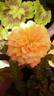 King Arthur rose photo