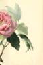 <i>P. moutan</i> Sims synonym peony photo