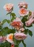 Parfum d'Orléans rose photo