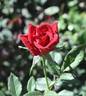 Tiny Red rose photo