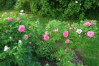 Milevsko rose photo