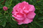Milevsko rose photo
