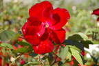 Tour Eiffel 2000 rose photo
