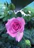 Enchanted Evening ™ rose photo