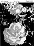 Karma rose photo