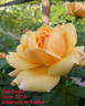 <i>Rosa rubiginosa</i> 'Goldbush' rose photo