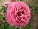 Royal Lavender rose photo