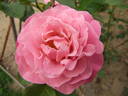 Royal Lavender rose photo