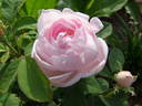 Marguerite de Roman rose photo