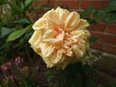 Bouquet d'Or rose photo