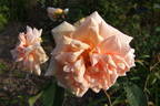 Madame Hector Leuillot rose photo