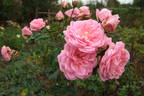 Banquet rose photo