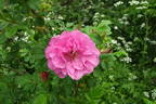Belle Poitevine rose photo