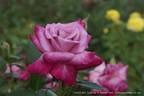 Amelia Dee rose photo
