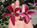 Gravetye Beauty clematis photo